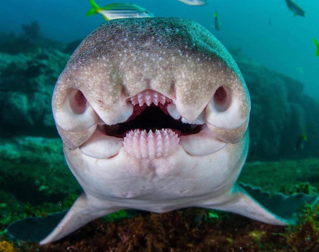 Акули by Movsesian Mykyta - Ourboox.com