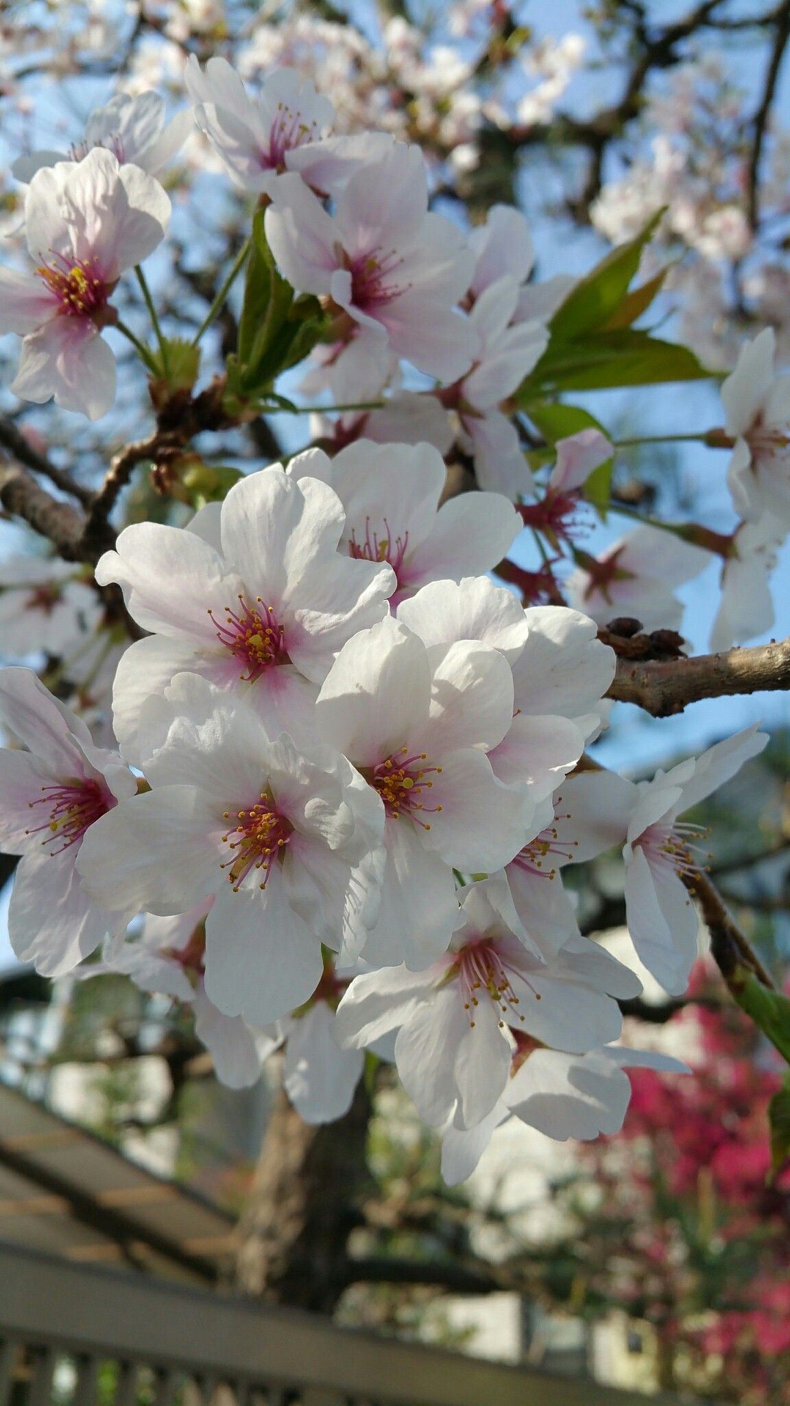 ВЕСНЯНОЧКА (від групи 1ПДЛ) by Лариса  - Ourboox.com