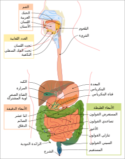 الجهاز الهضمي by ream - Ourboox.com