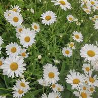 نظام قطر للتعليم 1 by samaher zohier - Ourboox.com