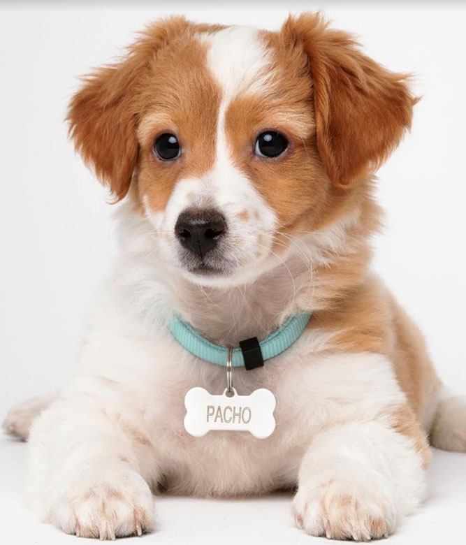 my dog by neil - Ourboox.com