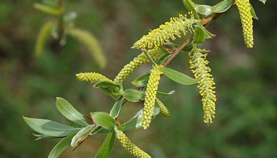 ВЕСНЯНОЧКА (від групи 1ПДЛ) by Лариса  - Ourboox.com