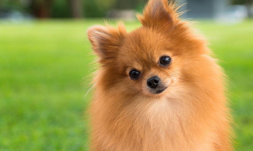 my dog by neil - Ourboox.com