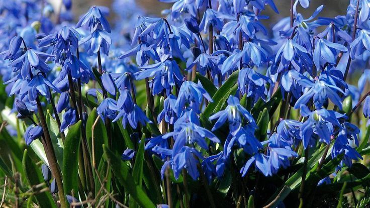 ВЕСНЯНОЧКА (від групи 1ПДЛ) by Лариса  - Ourboox.com