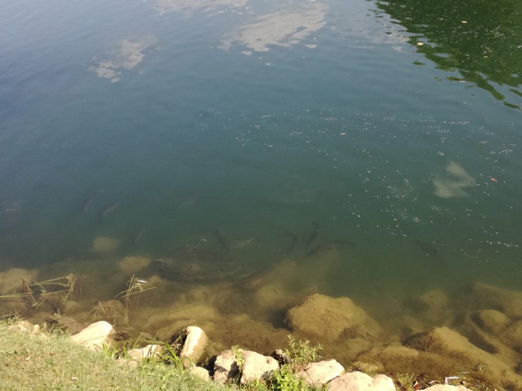 Jezioro było dawno temu bardzo piękne i przejrzyste