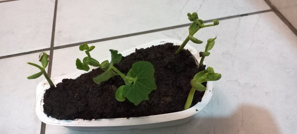 проект з природознавства by Nizhnik Christine - Ourboox.com