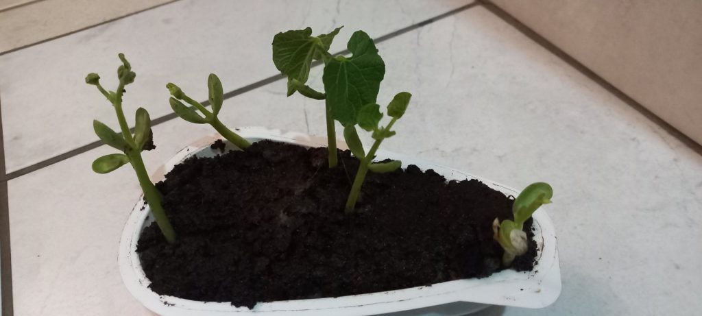 проект з природознавства by Nizhnik Christine - Ourboox.com