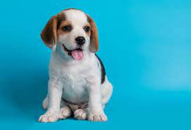 היכן גרות החיות by maggie mekonen - Ourboox.com