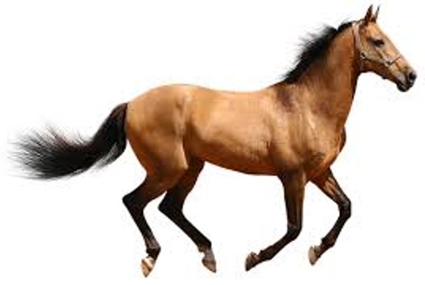 היכן גרות החיות by maggie mekonen - Ourboox.com