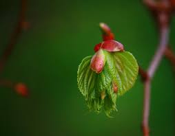 ظواهرفصل الربيع by ibtisam abu srihan - Ourboox.com