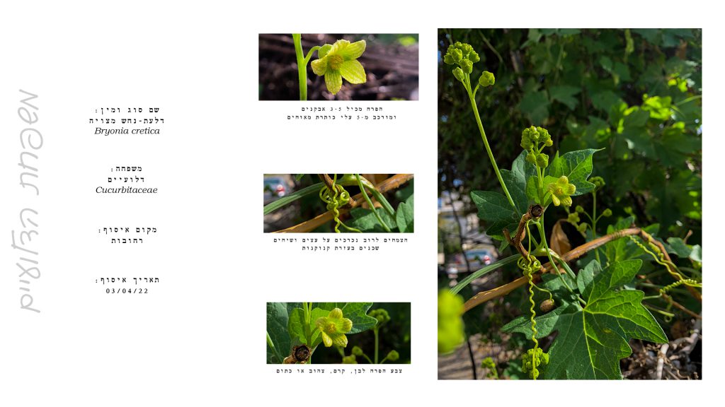 הגדרת צמחים by Kim Segal - Ourboox.com