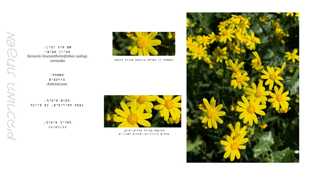 הגדרת צמחים by Kim Segal - Ourboox.com