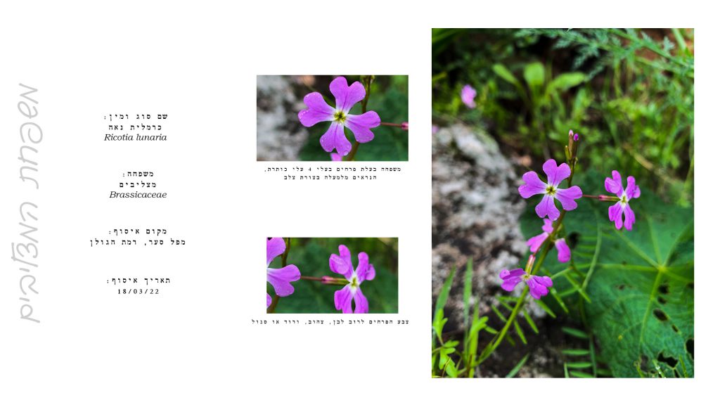 הגדרת צמחים by Kim Segal - Ourboox.com