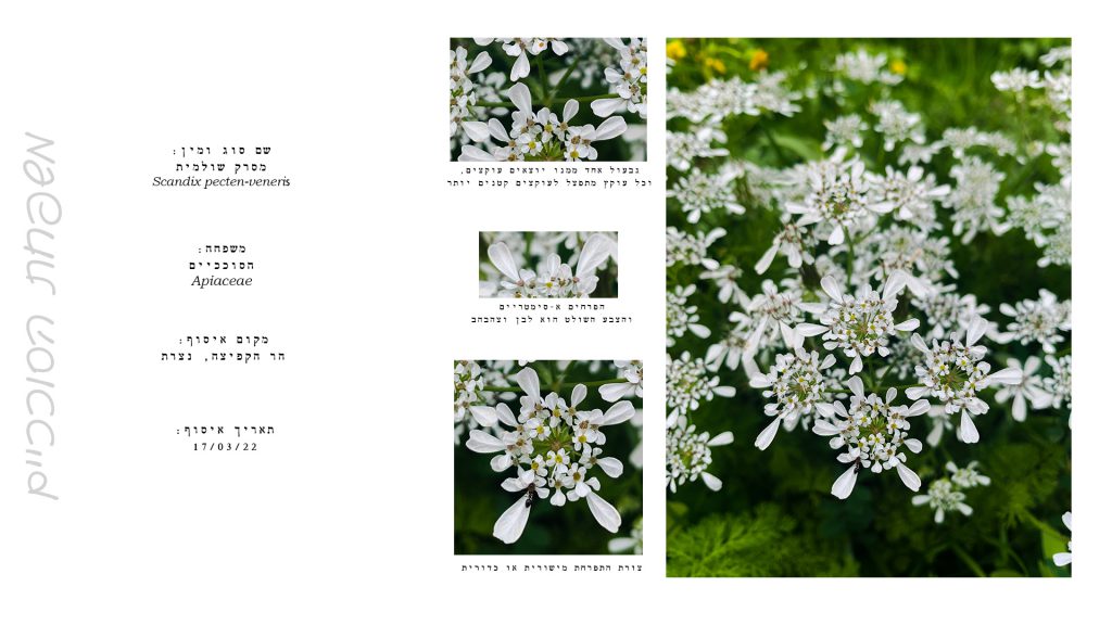 הגדרת צמחים by Kim Segal - Ourboox.com