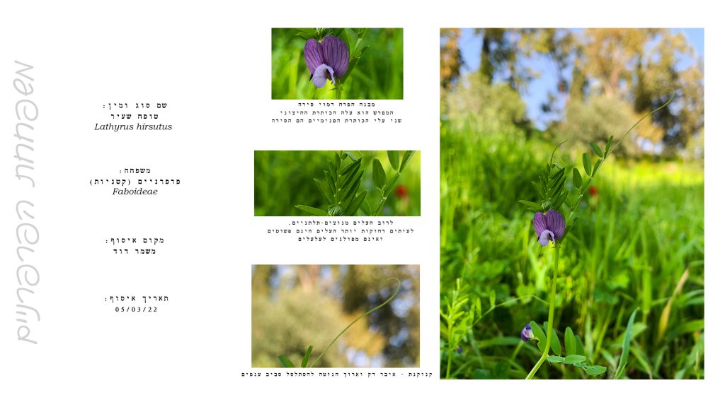 הגדרת צמחים by Kim Segal - Ourboox.com