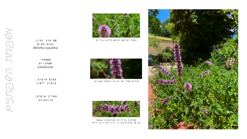 הגדרת צמחים by Kim Segal - Ourboox.com