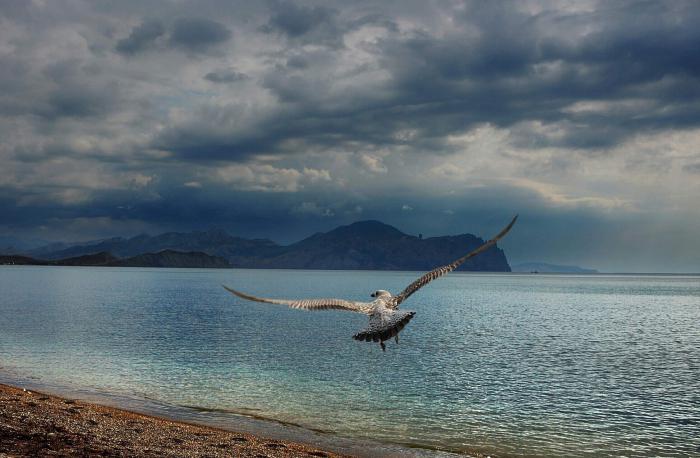 הכריש האכזר by natalie shamay - Illustrated by מיכאל ודויד חורש - Ourboox.com