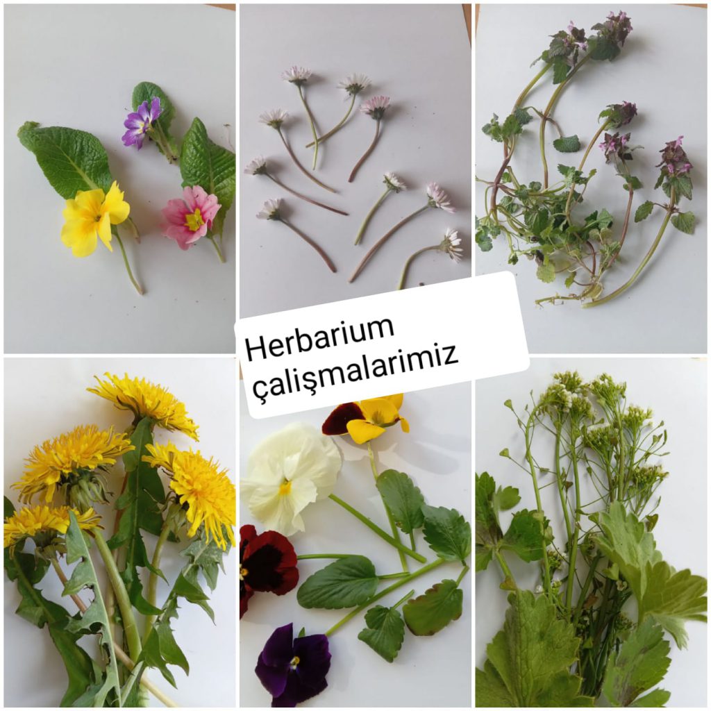 BENİM MİNİK HERBARYUMUM E-BOOK by dilek herzem - Ourboox.com