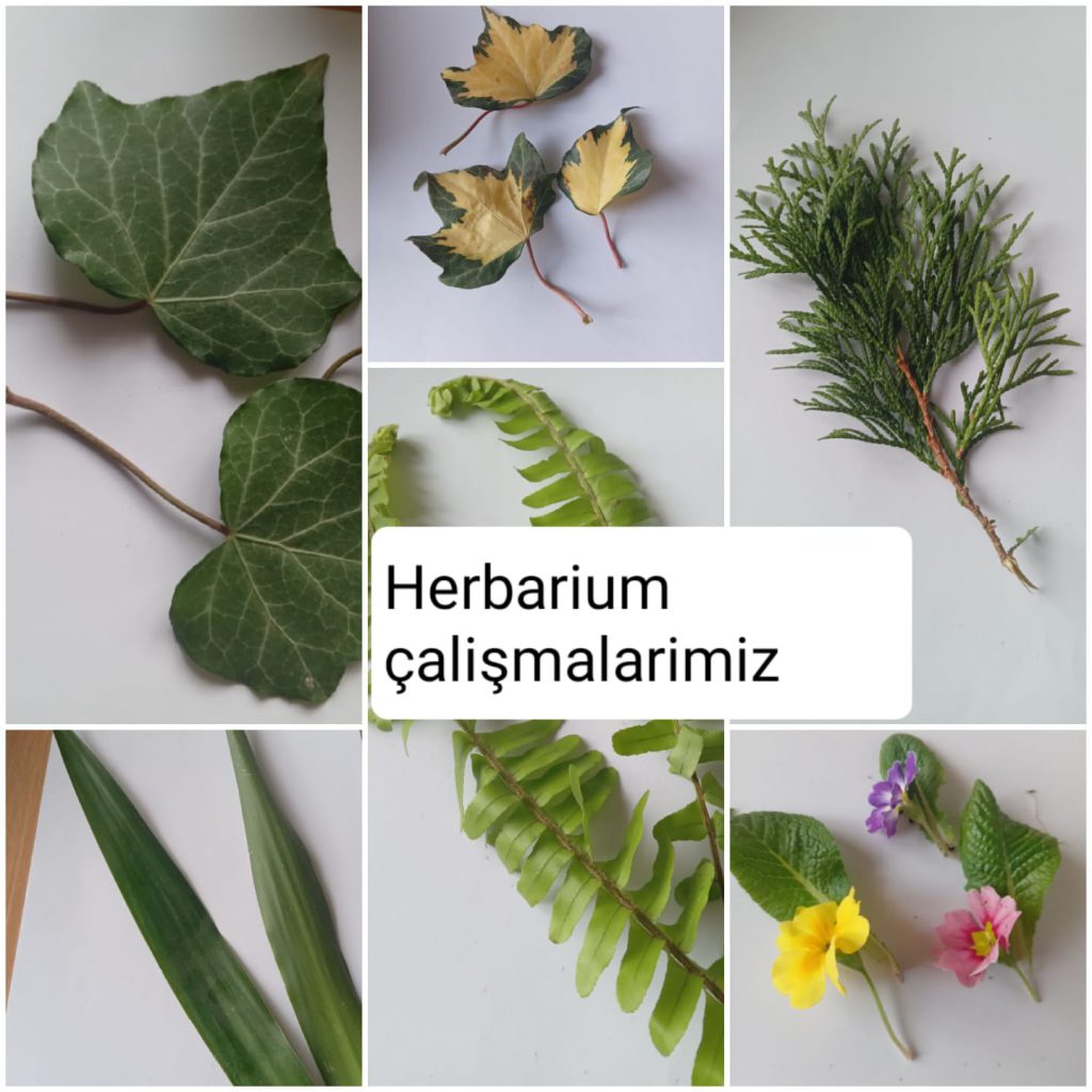 BENİM MİNİK HERBARYUMUM E-BOOK by dilek herzem - Ourboox.com