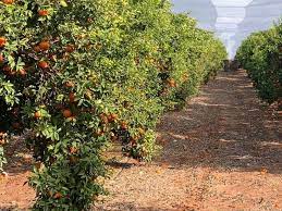 البياره. by mona - Illustrated by بستان الياسمين. - Ourboox.com