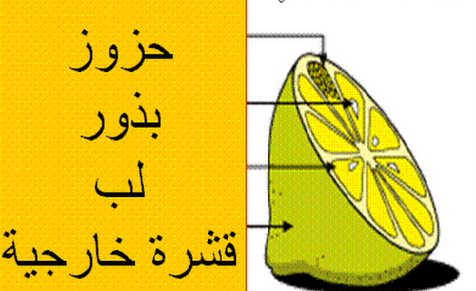 البياره. by mona - Illustrated by بستان الياسمين. - Ourboox.com