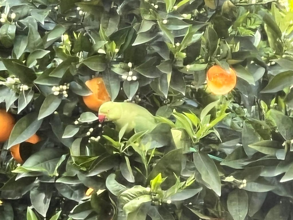 My Favorite Things by Mel Rosenberg - מל רוזנברג - Ourboox.com