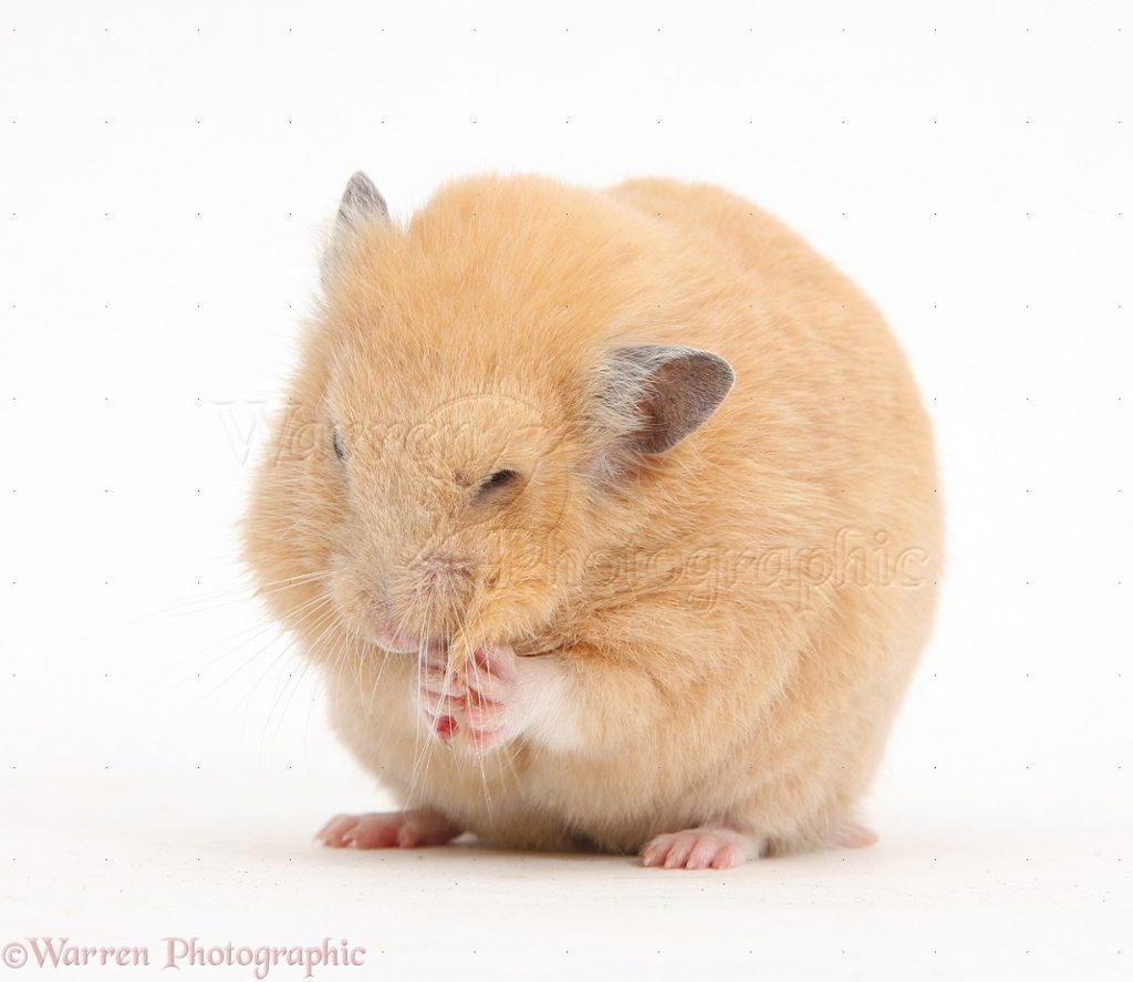 Хамстер by Nur - Ourboox.com