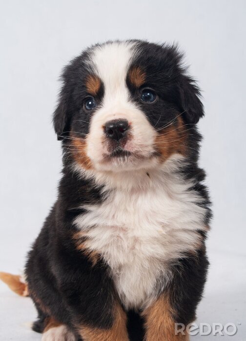 przygody pieska reksia by Małpa - Ourboox.com