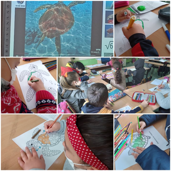 OKULLARDA ORMAN SEN DE DOĞAYLA CANLAN- Caretta-tortoise by Pece Kocovski - Ourboox.com