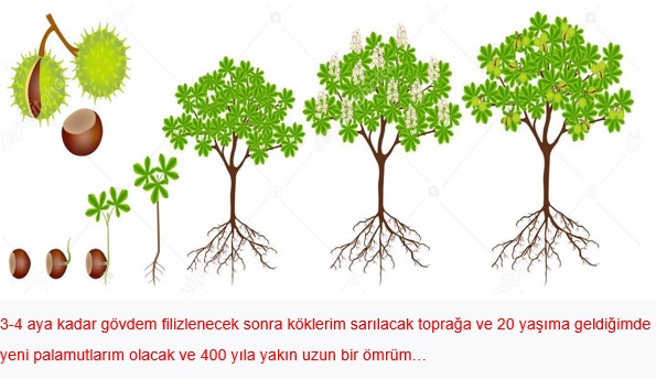 Bir Meşenin Öyküsü by SEVAL AKTER - Ourboox.com