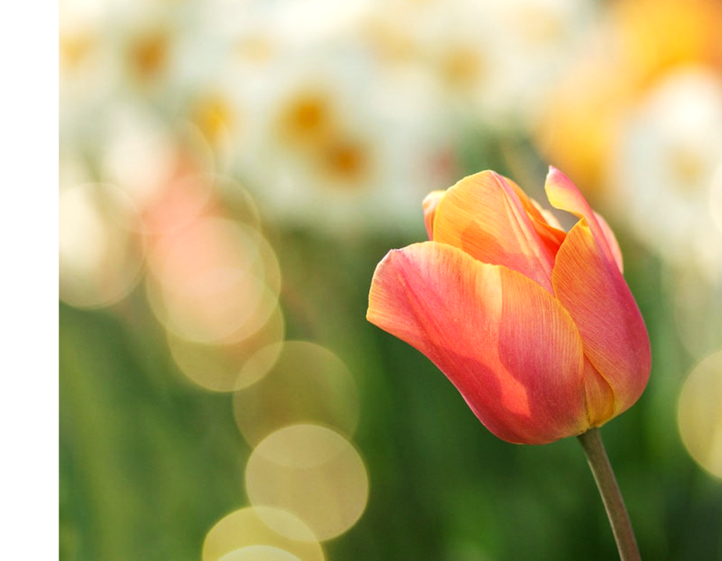 مجلة اللغة العربية by lamyaa driouch - Illustrated by طالبات هند بنت أبي سفيان - Ourboox.com