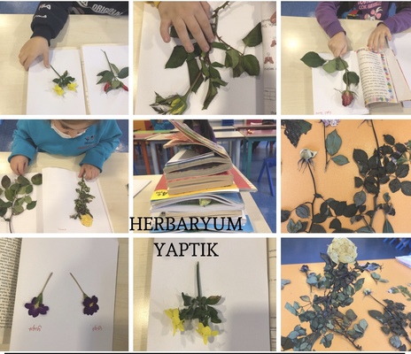 BENİM MİNİK HERBARYUMUM E-BOOK by dilek herzem - Ourboox.com