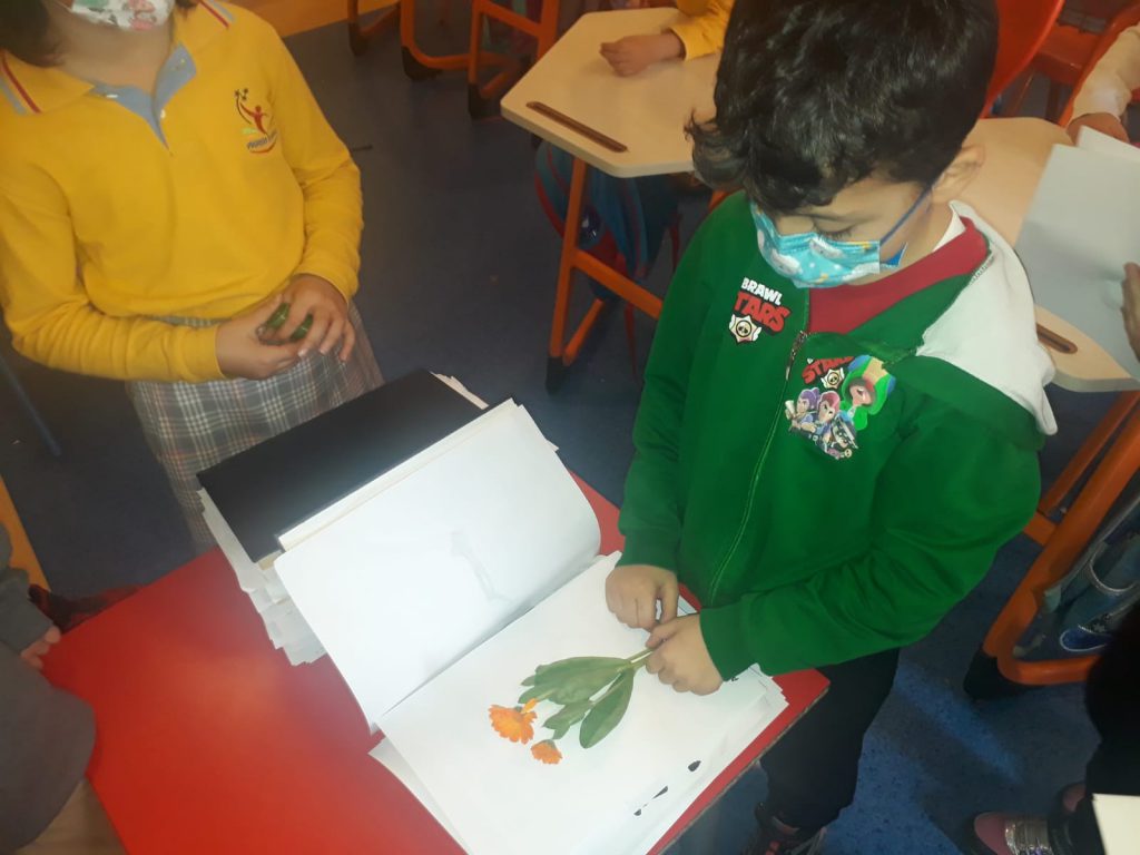 BENİM MİNİK HERBARYUMUM E-BOOK by dilek herzem - Ourboox.com