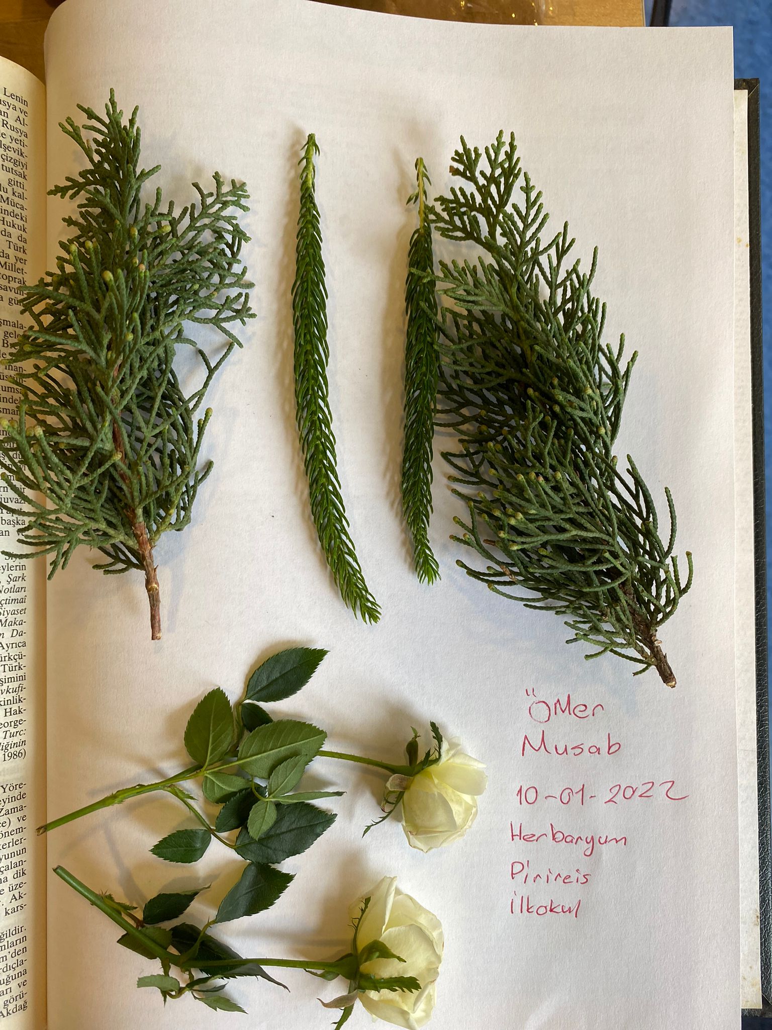 BENİM MİNİK HERBARYUMUM E-BOOK by dilek herzem - Ourboox.com