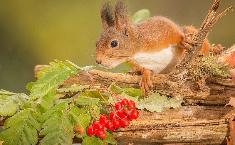 Білочка та її ліс by Anastasiya - Illustrated by Білочка та її ліс - Ourboox.com