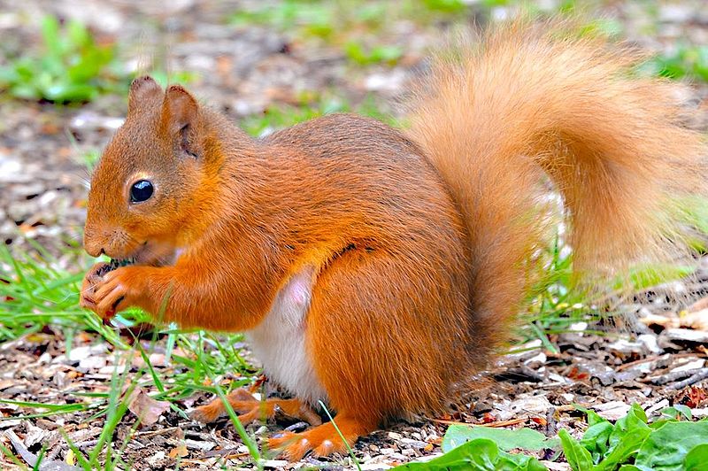 Білочка та її ліс by Anastasiya - Illustrated by Білочка та її ліс - Ourboox.com