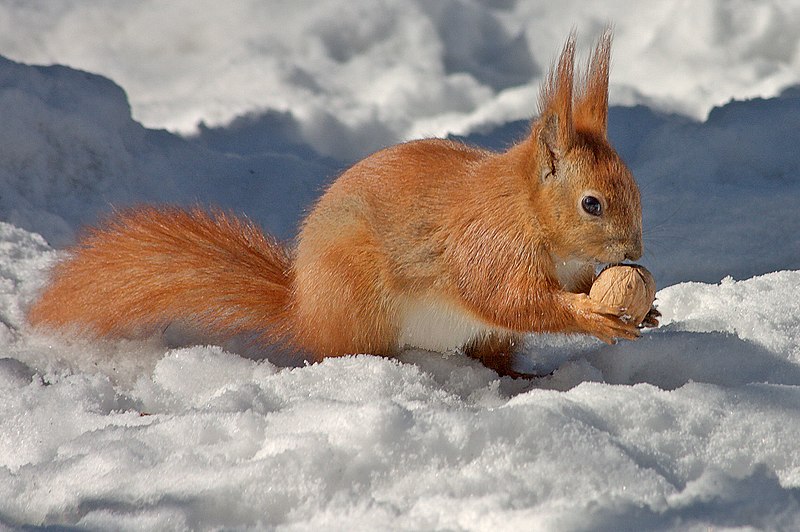 Білочка та її ліс by Anastasiya - Illustrated by Білочка та її ліс - Ourboox.com