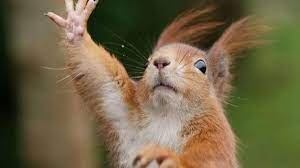 Білочка та її ліс by Anastasiya - Illustrated by Білочка та її ліс - Ourboox.com