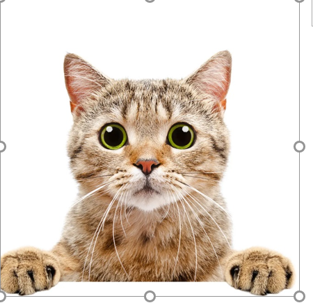 Cats in Berlin by Paraskevi Manoli - Illustrated by Maria Kolani Simoni Pelekani - Ourboox.com