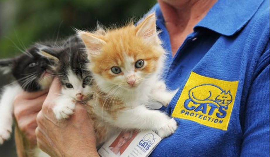 Cats in Berlin by Paraskevi Manoli - Illustrated by Maria Kolani Simoni Pelekani - Ourboox.com