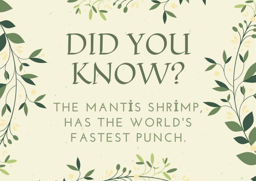 3. SCIENTIFIC INTERESTING KNOWLEDGE CARDS(3.TAKIM BİLİMSEL İLGİNÇ BİLGİ KARTLARI) by Tülay - Ourboox.com