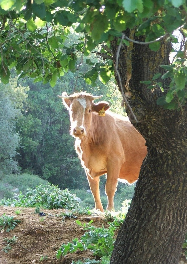 הילד הזה הוא אני by gila - Ourboox.com