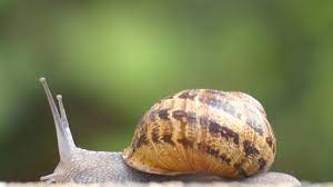 סממני הסתיו by lia livney - Ourboox.com