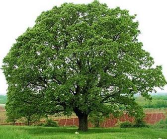 Bir Meşenin Öyküsü by SEVAL AKTER - Ourboox.com