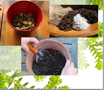 Вирощування найвищої бобової рослини by Halyna - Ourboox.com