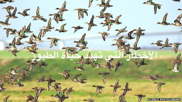 مهارة حلّ المشكلات باستخدام مخطط السّمكة (الأخطار التي تهدد حياة الطّيور ) by Ruba - Ourboox.com