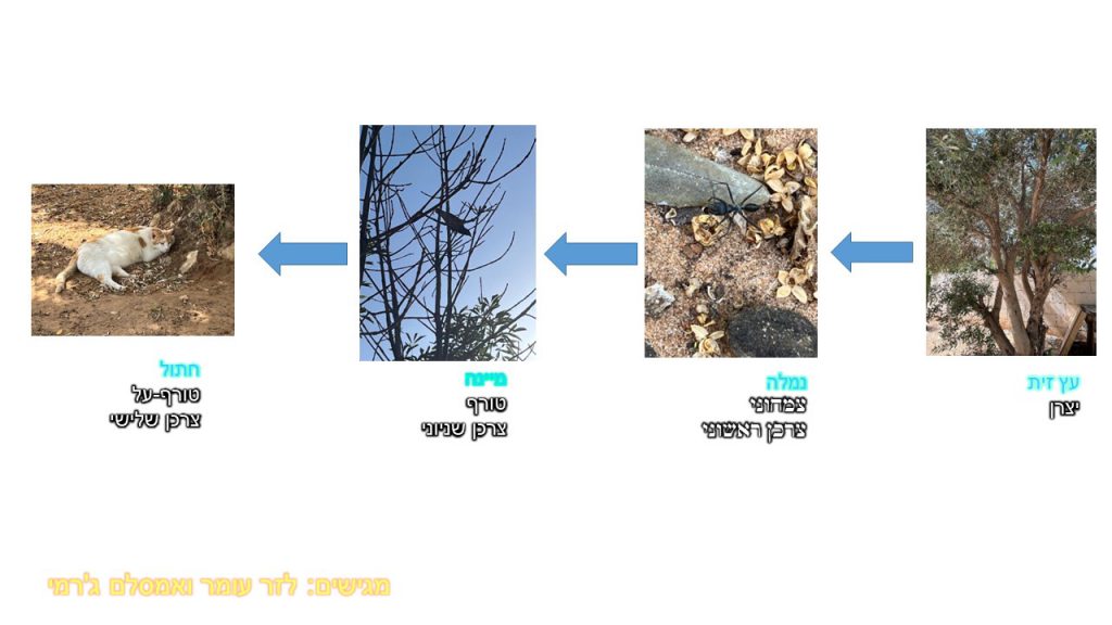 יחסי גומלין מסוג טורף נטרף by Jeremie Amsellem - Illustrated by ג