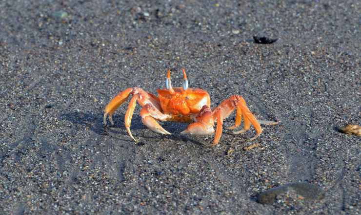 GLI ANIMALI by lorenzo - Illustrated by LORENZO ARCHETTI - Ourboox.com