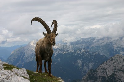 GLI ANIMALI by lorenzo - Illustrated by LORENZO ARCHETTI - Ourboox.com