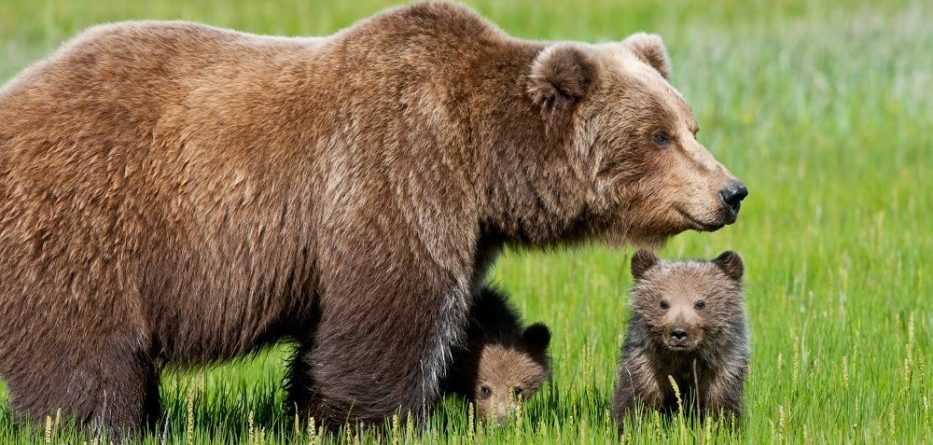 GLI ANIMALI by lorenzo - Illustrated by LORENZO ARCHETTI - Ourboox.com